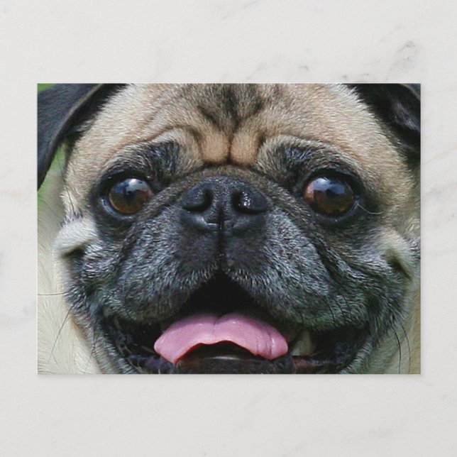 Pug Postcard (Front)