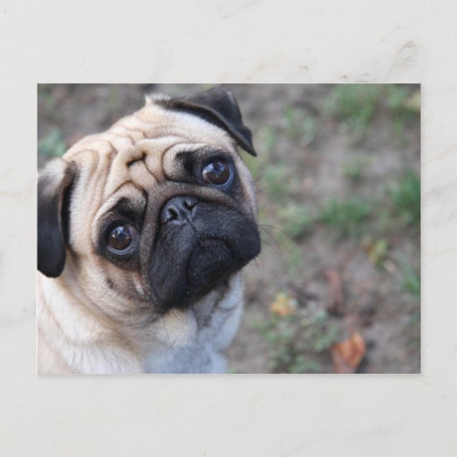 PUG POSTCARD (Front)
