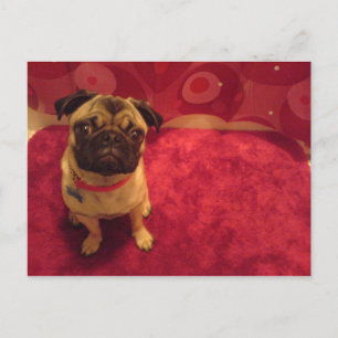 Pug Postcard Machi