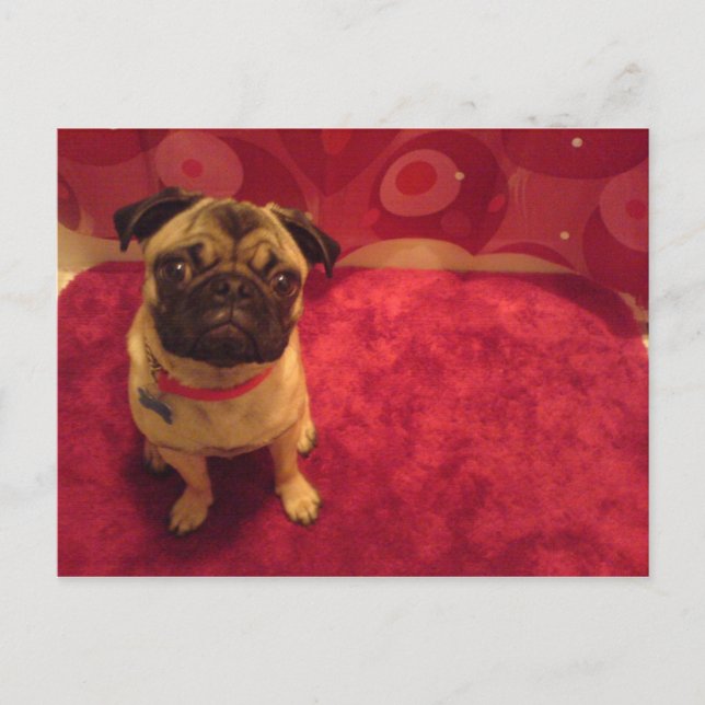 Pug Postcard Machi (Front)