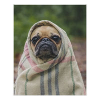 Pug