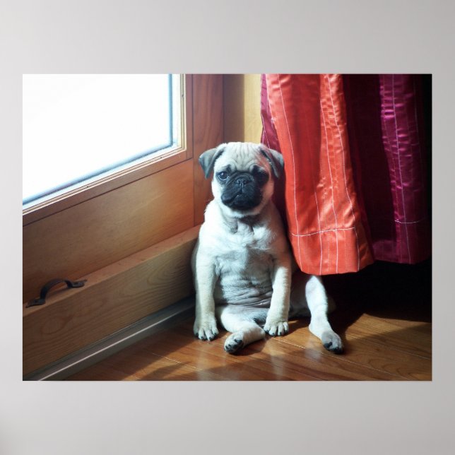 pug poster (Front)
