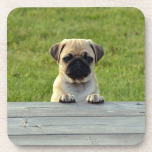 Pug Pup Coaster