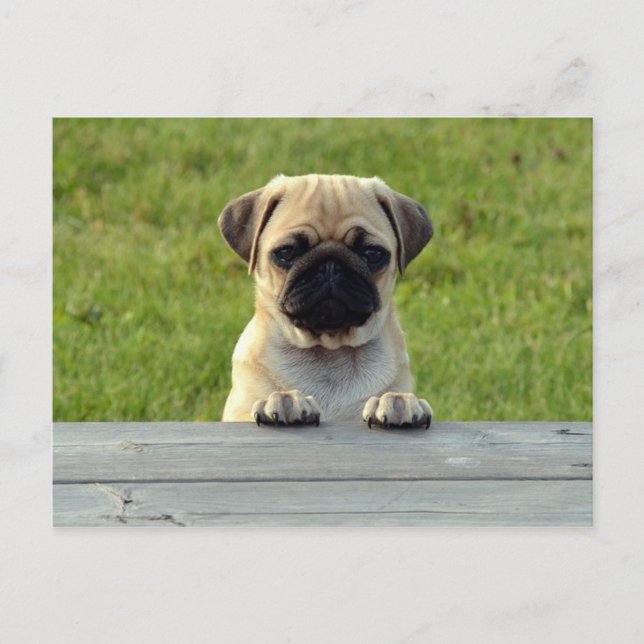 Pug Pup Postcard (Front)