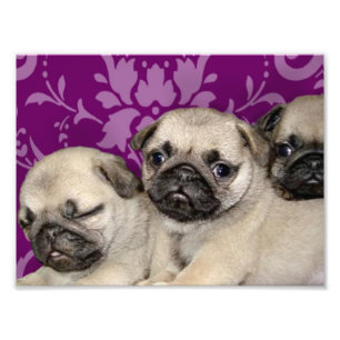 Pug puppies dog photo print