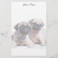 Pug puppies stationary