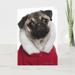 Pug puppy (6 months old) wearing a Christmas Holiday Card