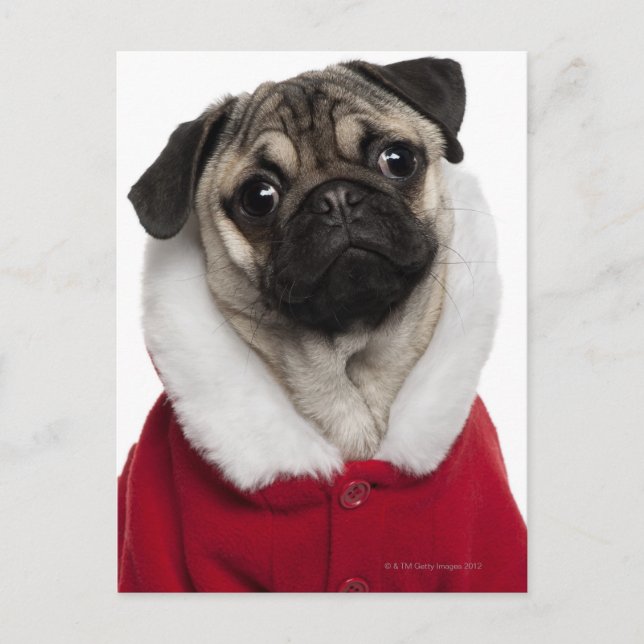 Pug puppy (6 months old) wearing a Christmas Holiday Postcard (Front)