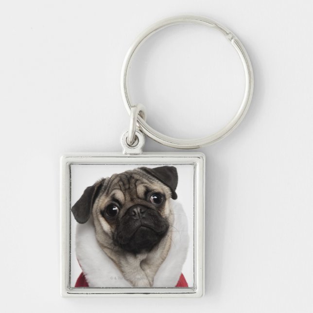 Pug puppy (6 months old) wearing a Christmas Key Ring (Front)