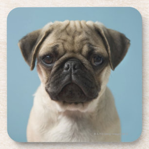 Pug Puppy Against Blue Background Coaster