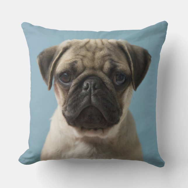 Pug Puppy Against Blue Background Cushion (Front)