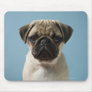 Pug Puppy Against Blue Background Mouse Mat