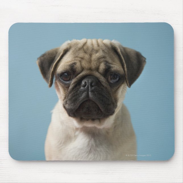 Pug Puppy Against Blue Background Mouse Mat (Front)