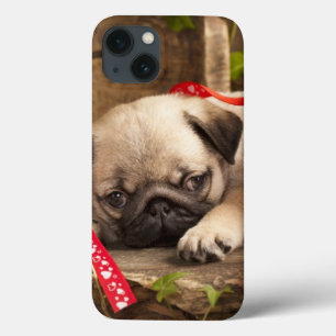 Pug Puppy and Gift Box iPhone 13 Case