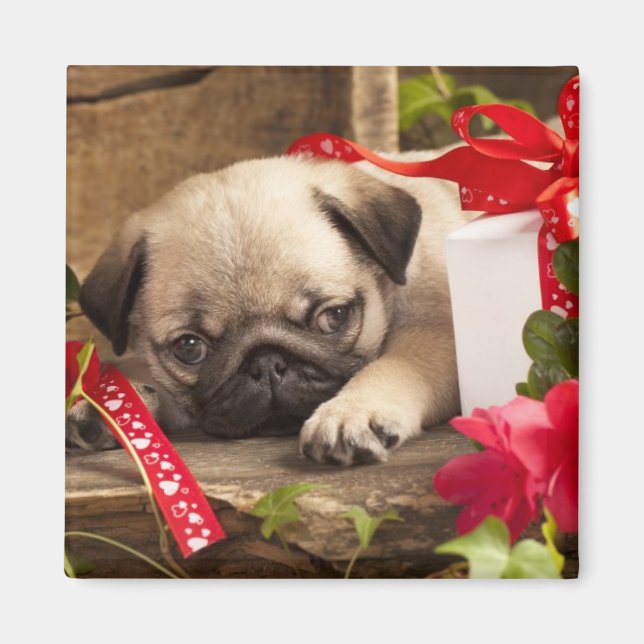 Pug Puppy and Gift  Box Magnet (Front)
