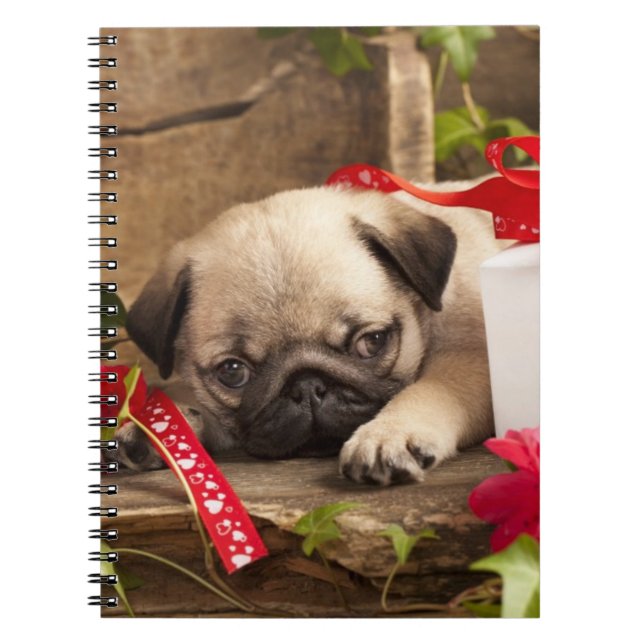 Pug Puppy and Gift  Box Notebook (Front)