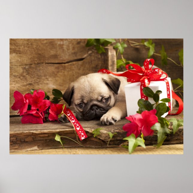 Pug Puppy and Gift  Box Poster (Front)