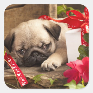 Pug Puppy and Gift  Box Square Sticker