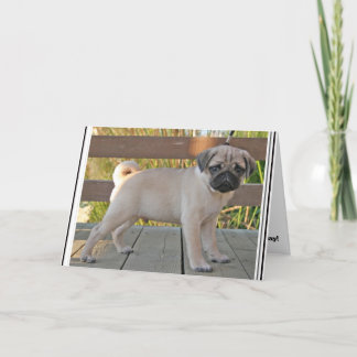 Pug Puppy Card
