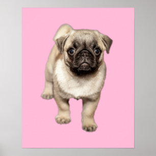 Pug Puppy Custom Background Color Poster