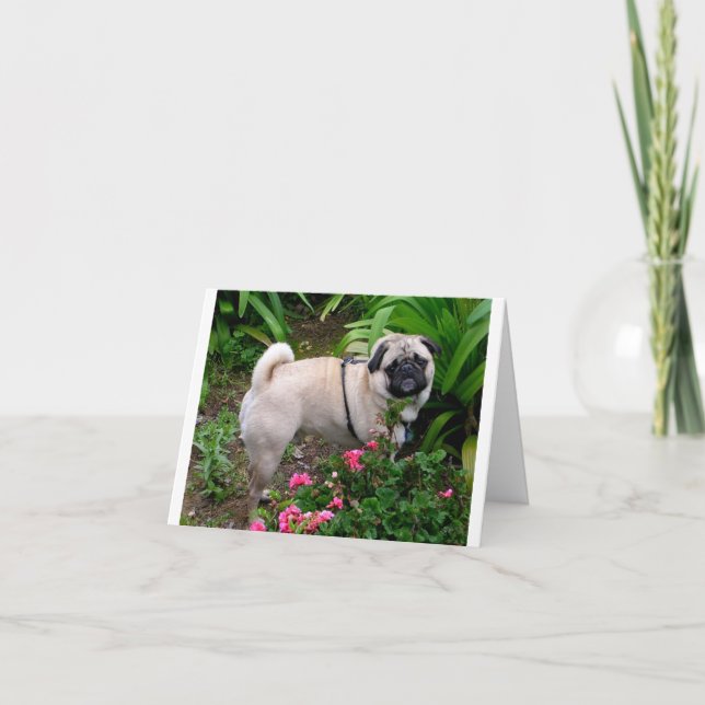 Pug Puppy Dog Blank Greeting Note Card (Front)