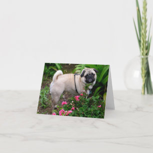 Pug Puppy Dog Blank Greeting Note Card