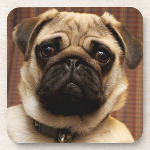 Pug Puppy Dog Coaster