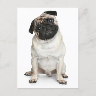 Pug Puppy Dog Greeting Postcard