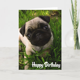 Pug Puppy Dog Happy Birthday Card - Verse inside