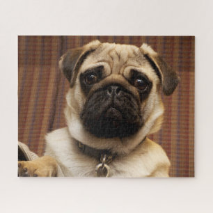 Pug Puppy Dog Jigsaw Puzzle