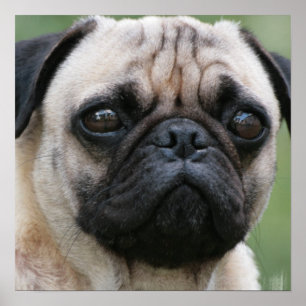 Pug Puppy Dog Poster