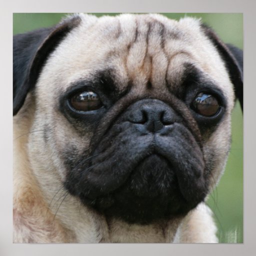 Pug Puppy Dog Poster | Zazzle