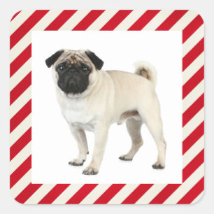 Pug Puppy Dog Red & White Stripe Stickers / Label
