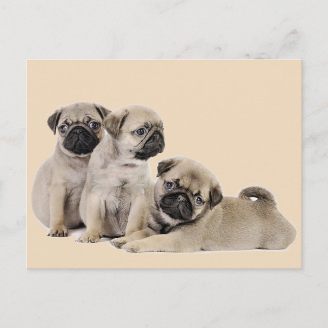 Pug Puppy Dogs Postcard (Front)