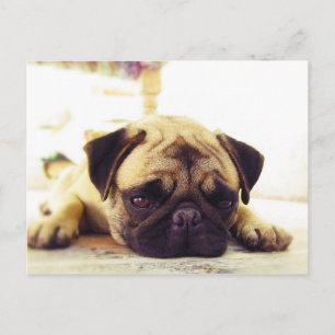 Pug Puppy Laying on the Ground looking Sad Postcard