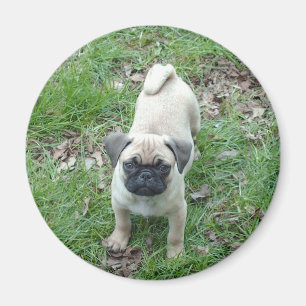 pug puppy magnet