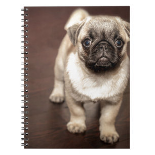 Pug Puppy Notebook