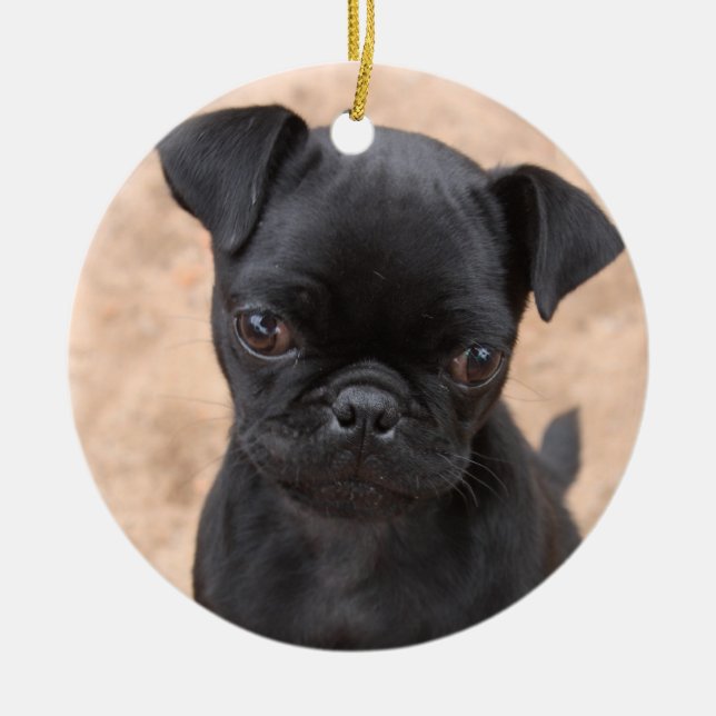Pug puppy ornament (Front)