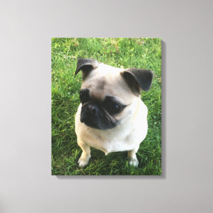 Pug Puppy Photo Canvas Print