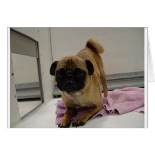 pug puppy.png