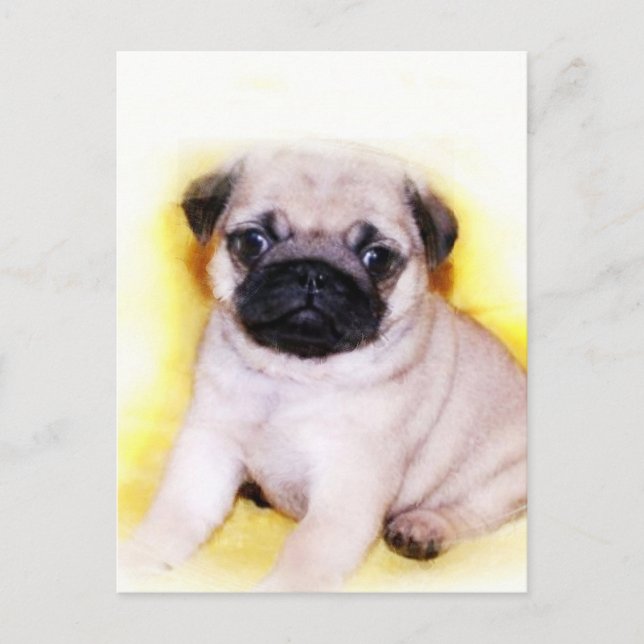 Pug Puppy postcard (Front)