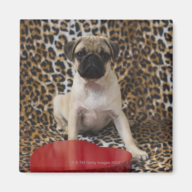 Pug puppy sitting against animal print magnet (Front)