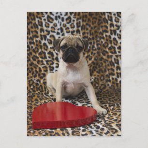 Pug puppy sitting against animal print postcard