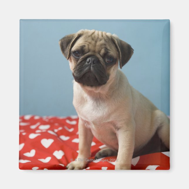 Pug puppy sitting on bed magnet (Front)