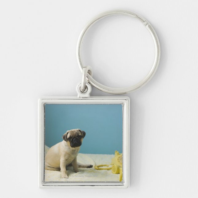 Pug puppy sitting on bed next to phone and key ring (Front)