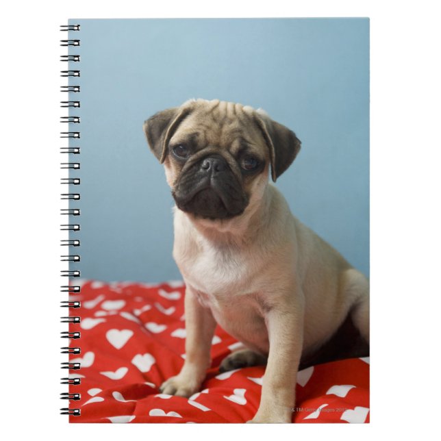 Pug puppy sitting on bed notebook (Front)