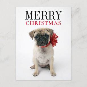 Pug Puppy with Christmas Bow Holiday Postcard