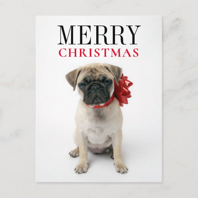 Pug Puppy with Christmas Bow Holiday Postcard (Front)