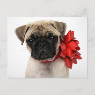 Pug Puppy Wrapped in a Christmas Bow Holiday Postcard