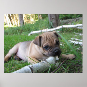 Pug/Sharpei Puppy Print